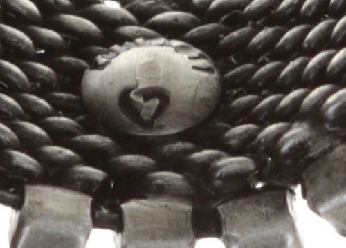 image for Ring Rock 'n' Glam White  large