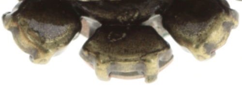 Bild für Ring La Maitresse Multi / Grün  