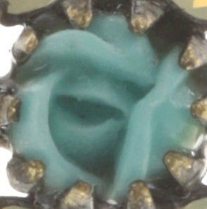 image pour Boucles d'oreilles pendantes Victoria Turquoise  