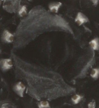 image pour Anneau Victoria Noir  