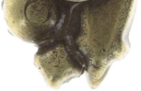 Bild für Ohrstecker Fiancee Weiß  