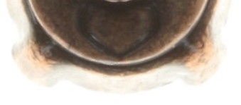 Bild für Ohrstecker Black Jack Beige Hell-peach SS 29