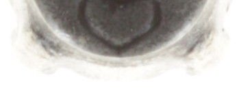 image pour Clou d'oreille Black Jack Blanc white opal SS 29