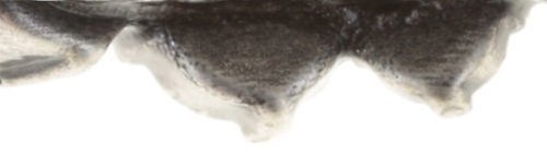 Bild für Ring Ballroom Rot  