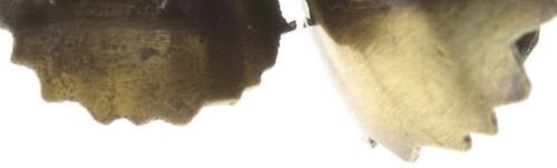 image for Ring Samurai Bloom Blue / Green  no. 2, 3 & 4