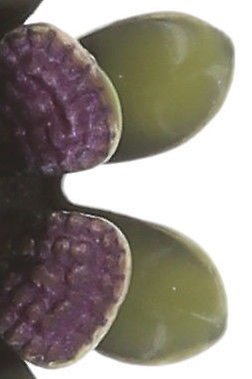 Bild für Ohrstecker Mille Fleurs Multi  