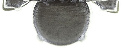 image pour Anneau Spider Daisy Blanc  